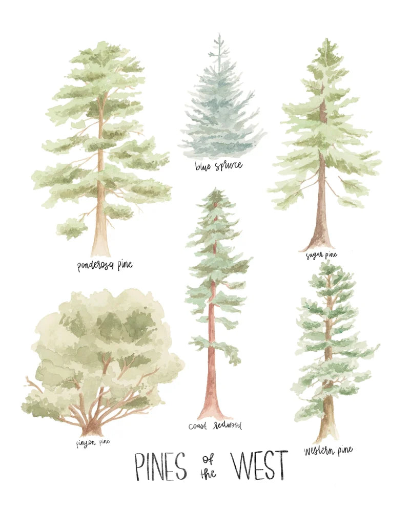 Pines of the West