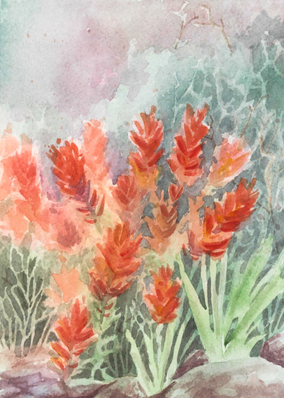 Indian Paintbrush